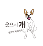 BORY、韓国の一般的な犬の日常生活（個別スタンプ：5）