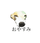 ウィペットスタンプ（個別スタンプ：2）