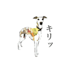 ウィペットスタンプ（個別スタンプ：12）