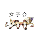 ウィペットスタンプ（個別スタンプ：13）