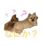 ポメラニアンdog（個別スタンプ：1）