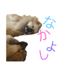 ポメラニアンdog（個別スタンプ：2）