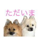 ポメラニアンdog（個別スタンプ：3）