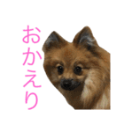 ポメラニアンdog（個別スタンプ：4）