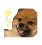 ポメラニアンdog（個別スタンプ：5）