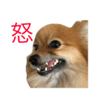 ポメラニアンdog（個別スタンプ：6）
