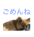 ポメラニアンdog（個別スタンプ：7）