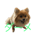 ポメラニアンdog（個別スタンプ：8）