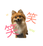ポメラニアンdog（個別スタンプ：9）