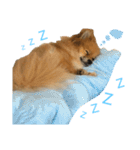 ポメラニアンdog（個別スタンプ：10）