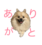 ポメラニアンdog（個別スタンプ：11）