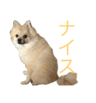 ポメラニアンdog（個別スタンプ：12）