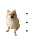 ポメラニアンdog（個別スタンプ：13）