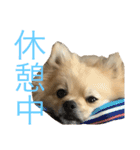 ポメラニアンdog（個別スタンプ：14）