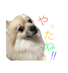 ポメラニアンdog（個別スタンプ：15）