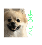 ポメラニアンdog（個別スタンプ：16）