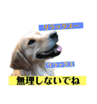 ゴールデンのニコと仲間たちの日常2（個別スタンプ：3）