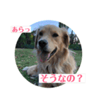 ゴールデンのニコと仲間たちの日常2（個別スタンプ：4）