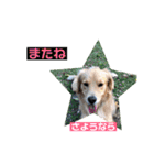 ゴールデンのニコと仲間たちの日常2（個別スタンプ：5）