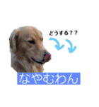 ゴールデンのニコと仲間たちの日常2（個別スタンプ：6）