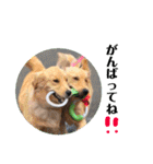 ゴールデンのニコと仲間たちの日常2（個別スタンプ：8）