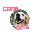 ゴールデンのニコと仲間たちの日常2（個別スタンプ：10）