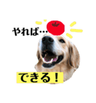 ゴールデンのニコと仲間たちの日常2（個別スタンプ：11）