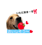 ゴールデンのニコと仲間たちの日常2（個別スタンプ：12）