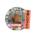 ゴールデンのニコと仲間たちの日常2（個別スタンプ：14）
