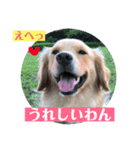 ゴールデンのニコと仲間たちの日常2（個別スタンプ：15）