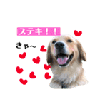 ゴールデンのニコと仲間たちの日常2（個別スタンプ：16）