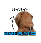ゴールデンのニコと仲間たちの日常2（個別スタンプ：17）