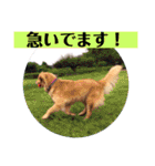 ゴールデンのニコと仲間たちの日常2（個別スタンプ：20）