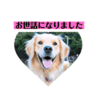ゴールデンのニコと仲間たちの日常2（個別スタンプ：21）