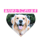 ゴールデンのニコと仲間たちの日常2（個別スタンプ：22）