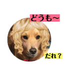 ゴールデンのニコと仲間たちの日常2（個別スタンプ：24）