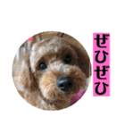 ゴールデンのニコと仲間たちの日常2（個別スタンプ：26）