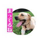ゴールデンのニコと仲間たちの日常2（個別スタンプ：27）