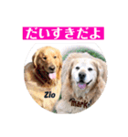 ゴールデンのニコと仲間たちの日常2（個別スタンプ：29）