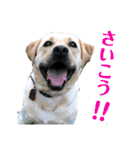 ゴールデンのニコと仲間たちの日常2（個別スタンプ：30）