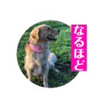 ゴールデンのニコと仲間たちの日常2（個別スタンプ：31）
