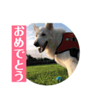 ゴールデンのニコと仲間たちの日常2（個別スタンプ：33）