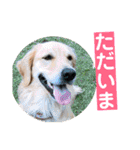 ゴールデンのニコと仲間たちの日常2（個別スタンプ：35）