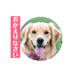 ゴールデンのニコと仲間たちの日常2（個別スタンプ：36）