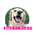 ゴールデンのニコと仲間たちの日常2（個別スタンプ：40）