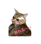 IDOL=minamu(미남)（個別スタンプ：11）