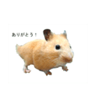 はむりん生活3（個別スタンプ：5）