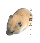 はむりん生活3（個別スタンプ：10）