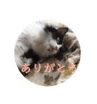 アルとかなめ（個別スタンプ：5）