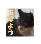 アルとかなめ（個別スタンプ：9）